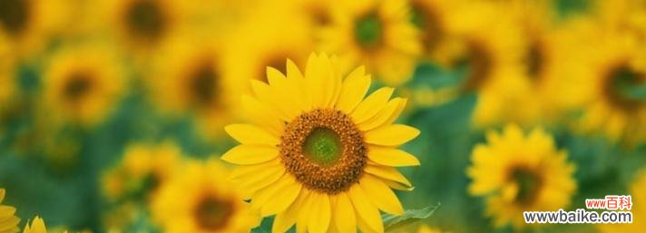 一朵向日葵代表什么意思?向日葵花语有哪些含义?