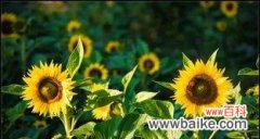 一朵向日葵代表什么意思？向日葵花语有哪些含义？