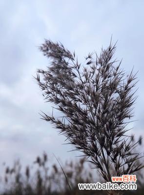 探索芦苇的花语与用途 芦苇——沉稳、自由的象征