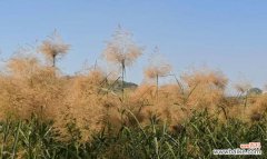 探索芦苇的花语与用途 芦苇——沉稳、自由的象征