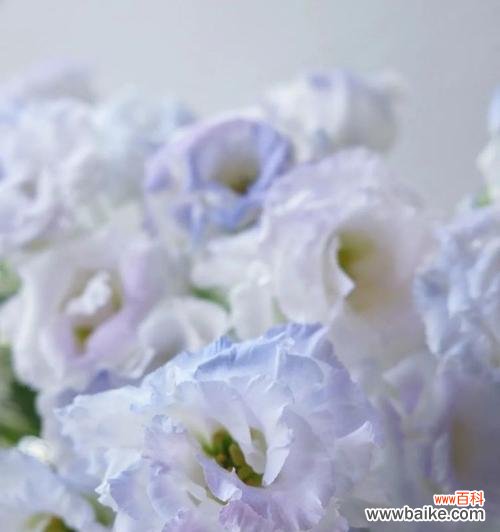 解析桔梗花的心理寓意，让生活更有意义 探秘桔梗花花语