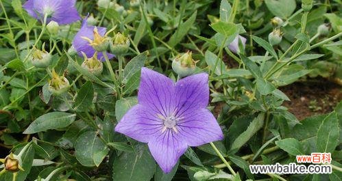 解析桔梗花的心理寓意，让生活更有意义 探秘桔梗花花语