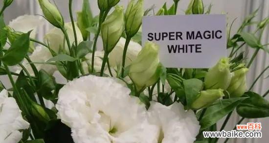 解析桔梗花的心理寓意，让生活更有意义 探秘桔梗花花语