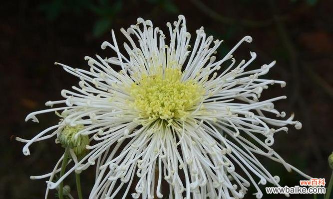 花开富贵,意蕴绵长 解读白菊花的深刻寓意