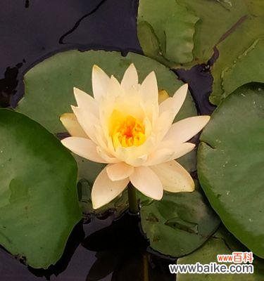 揭示睡莲对人们生活的启示与警醒 寓意深远的睡莲花语