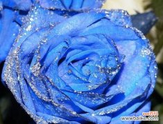 揭秘蓝色妖姬的神秘面纱 蓝色妖姬花语大全