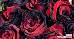 探究黑玫瑰的神秘与美丽 黑玫瑰的花语与寓意