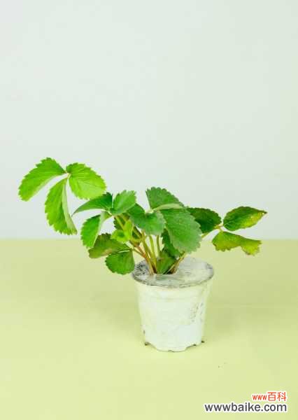 草莓白粉病怎么治疗