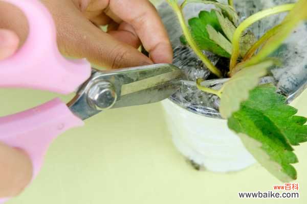 草莓白粉病怎么治疗