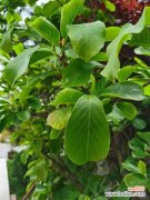 玉兰黄叶的原因和处理办法