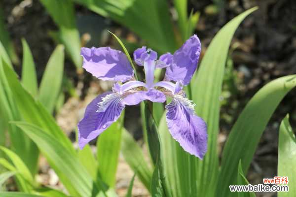 鸢尾黄叶的原因和处理办法