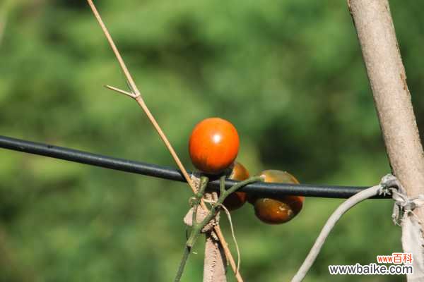 番茄灰叶斑病怎么治疗