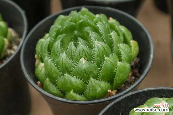 玉露黄叶的原因和处理办法