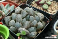 玉露黄叶的原因和处理办法