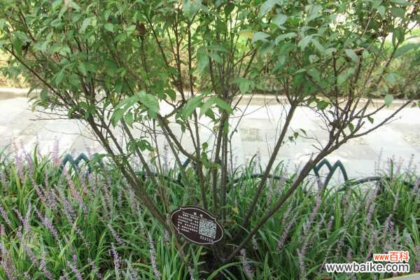 郁李黄叶的原因和处理办法