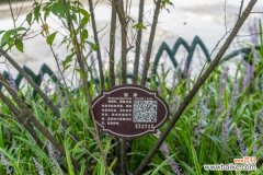 郁李黄叶的原因和处理办法