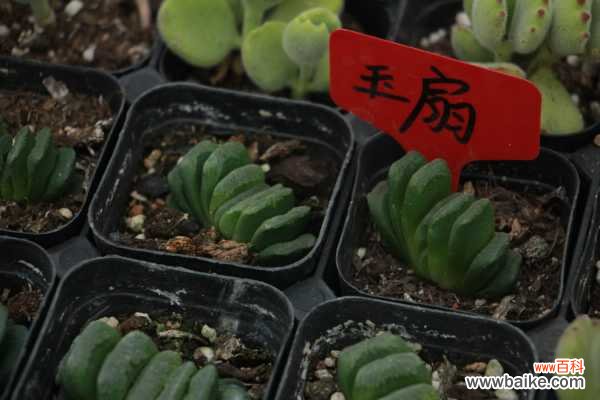 玉扇黄叶的原因和处理办法