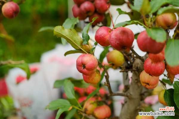 海棠花叶子长黄色斑点的原因