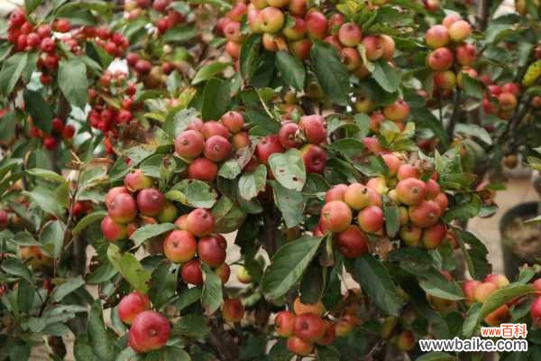 海棠花叶子长黄色斑点的原因