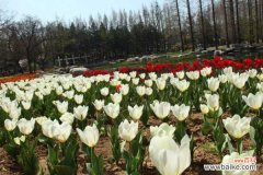 郁金香黄叶的原因和处理办法