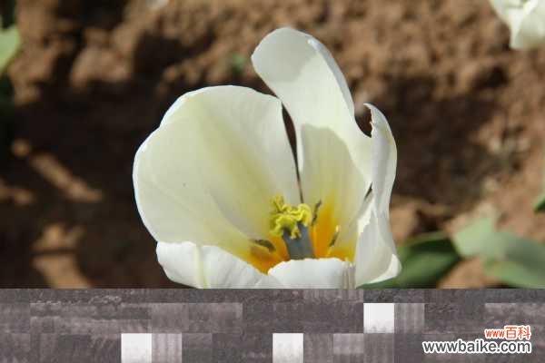 郁金香黄叶的原因和处理办法