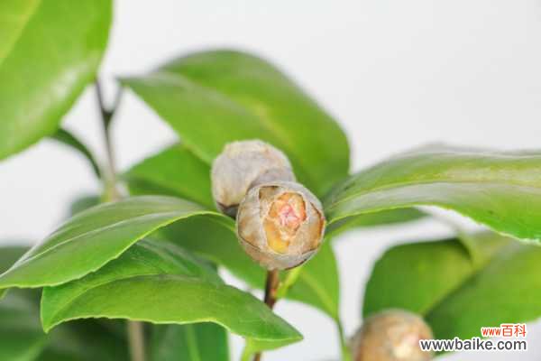 茶花叶子叶斑用什么药