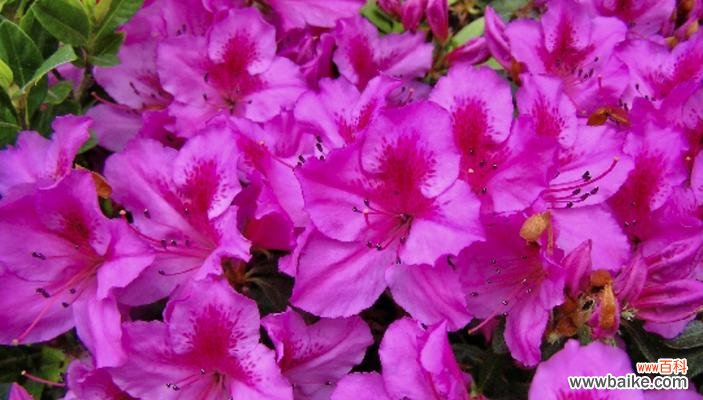 以花开报春 杜鹃花的花语与寓意