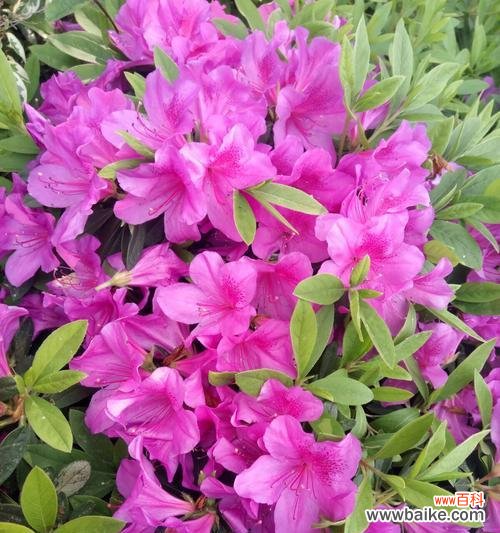 以花开报春 杜鹃花的花语与寓意