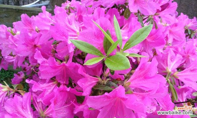 美丽绽放的杜鹃花 杜鹃花的寓意与象征意义