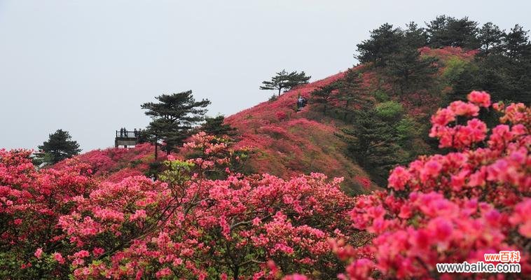 美丽绽放的杜鹃花 杜鹃花的寓意与象征意义