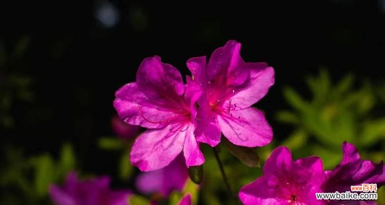 探究杜鹃花所代表的情感和象征意义 杜鹃花的花语与寓意