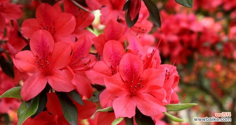 探究杜鹃花所代表的情感和象征意义 杜鹃花的花语与寓意