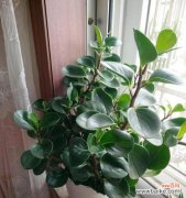 探索豆瓣绿背后的深意 豆瓣绿的寓意与启示