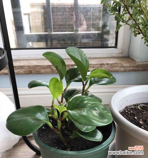 探索豆瓣绿背后的深意 豆瓣绿的寓意与启示