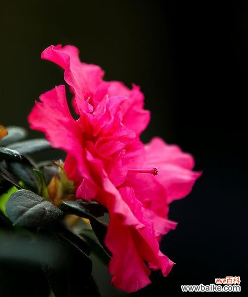 深情浪漫的杜鹃花 杜鹃花的花语与寓意