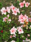 以勒杜鹃的花语探索自然界中的奇妙寓意 勒杜鹃的花语