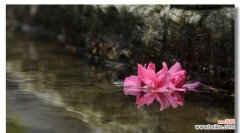 以杜鹃花为代表的自然之美与生命之旅 杜鹃花的寓意与象征——揭示自由、变革与美丽的奇迹