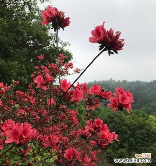 以杜鹃花为代表的自然之美与生命之旅 杜鹃花的寓意与象征——揭示自由、变革与美丽的奇迹