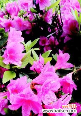 以杜鹃花为代表的自然之美与生命之旅 杜鹃花的寓意与象征——揭示自由、变革与美丽的奇迹