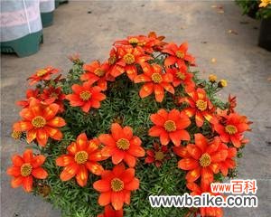 揭示自然界中多年生草本植物的丰富象征意义 多年生草本植物