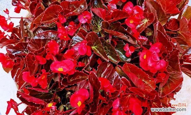 揭示自然界中多年生草本植物的丰富象征意义 多年生草本植物