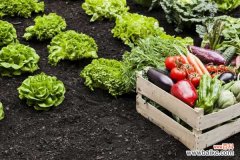 阳台种这“3种”菜，平时洒洒水，30天就能上餐桌