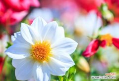 生生不息的多年生植物世界中的代表意义 多年生植物