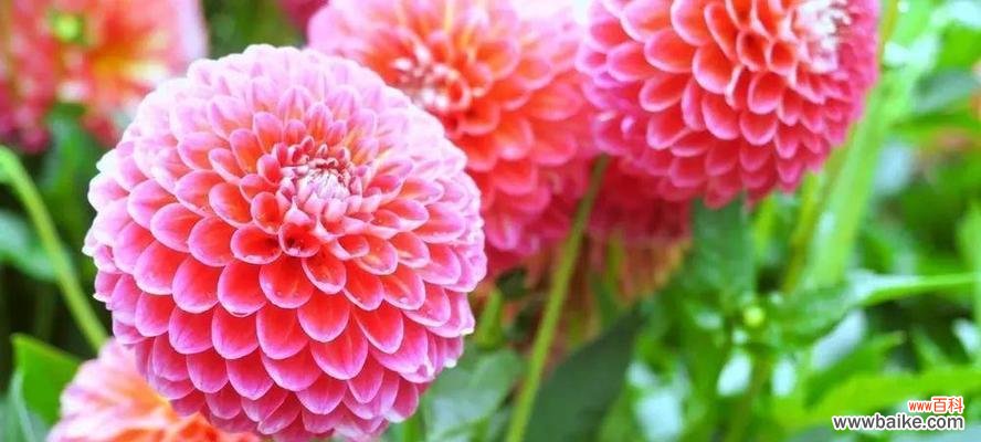 生生不息的多年生植物世界中的代表意义 多年生植物