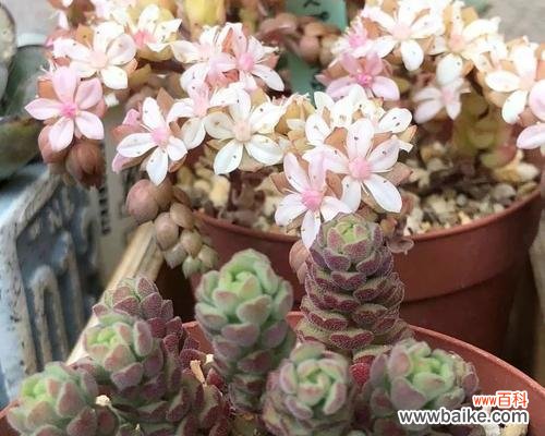 多肉植物的花朵秘密与象征 多肉开花代表意思及其神秘之处