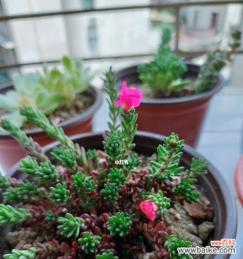 多肉植物的花朵秘密与象征 多肉开花代表意思及其神秘之处