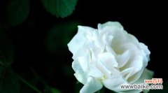 解读白玫瑰的丰富寓意与情感表达 二十一朵白玫瑰的花语与意义