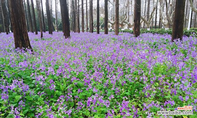 花语传递温暖与希望的神奇力量 二月兰的花语——寄托爱与祝福