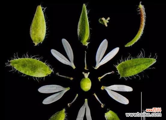 探寻繁缕花的美丽与神秘 繁缕花的花语与寓意