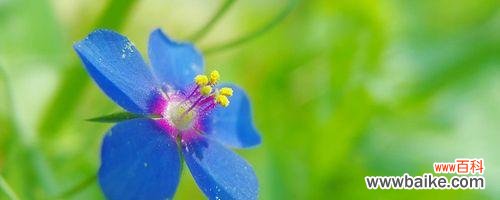 探寻繁缕花的美丽与神秘 繁缕花的花语与寓意